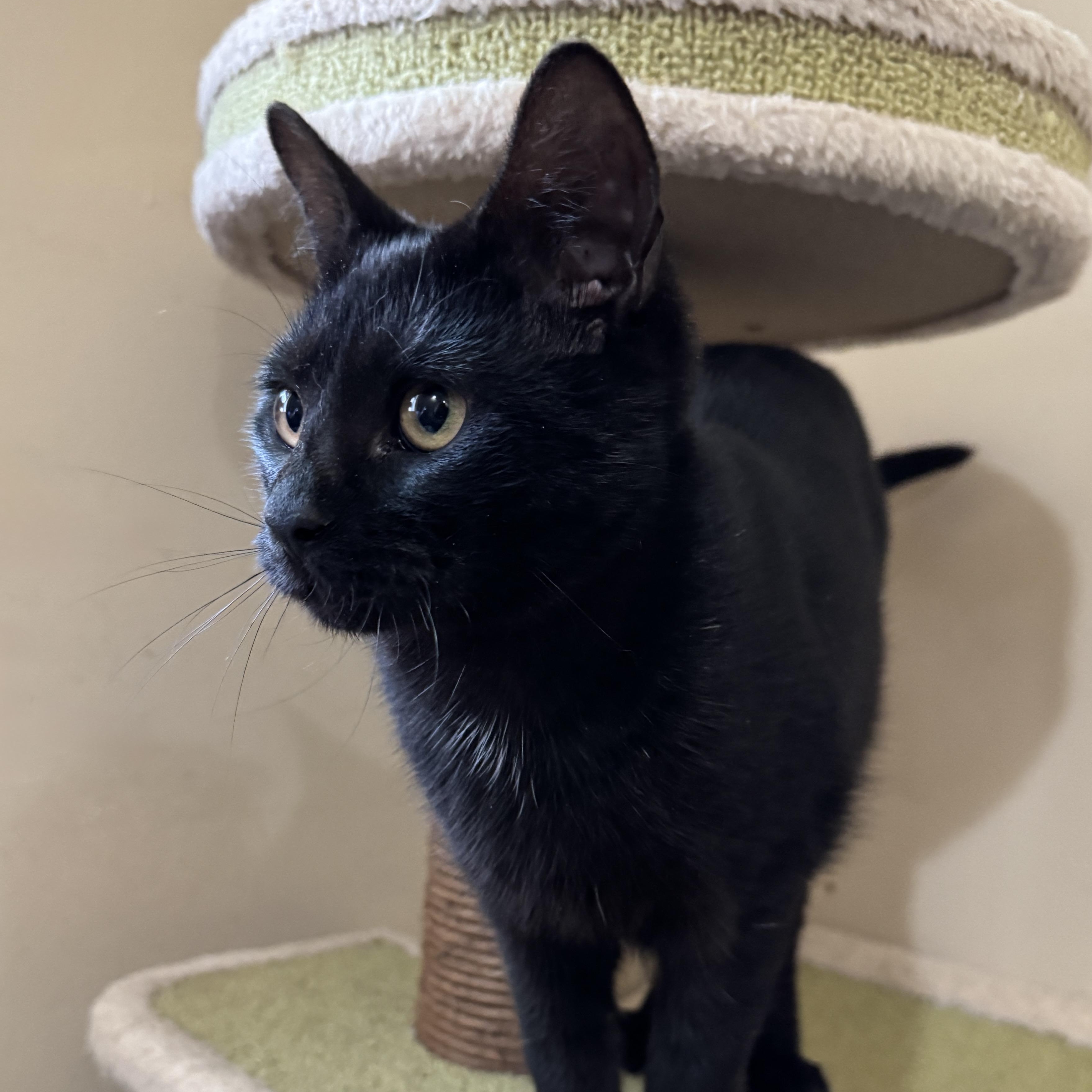 Enlarge Roselle, a Adoptable Domestic Short Hair in Norwalk, CT image 5/6