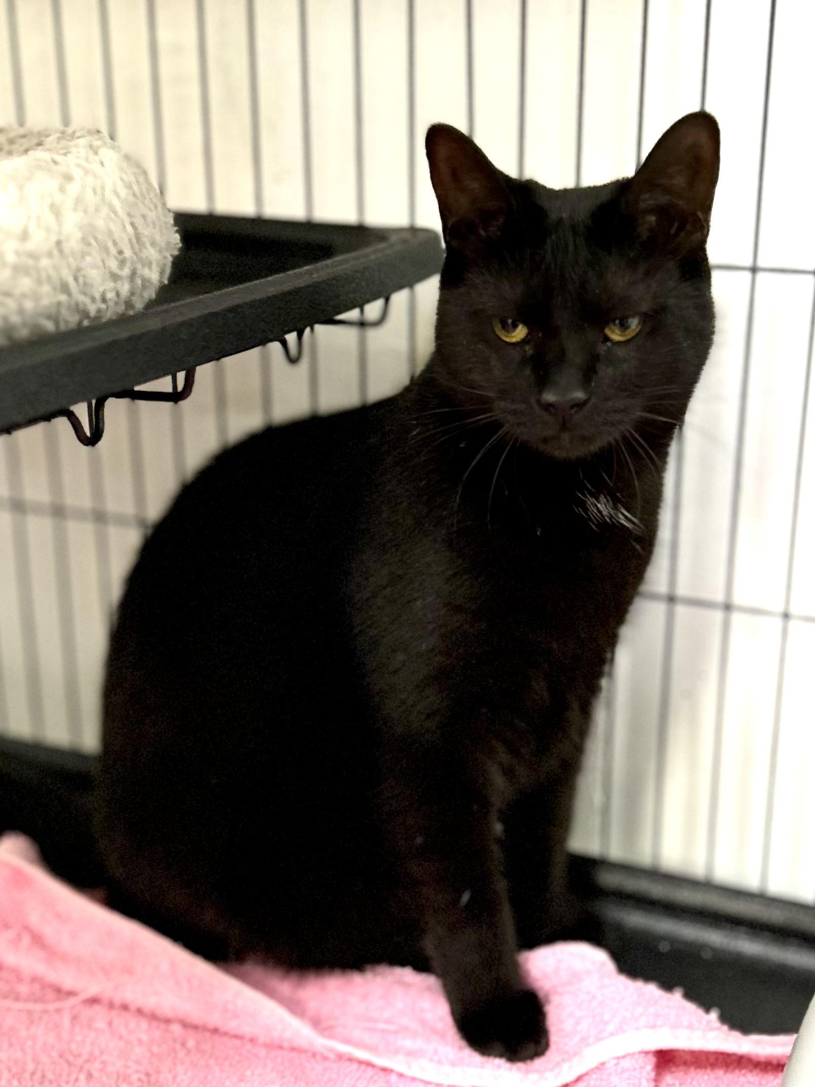 Enlarge Roselle, a Adoptable Domestic Short Hair in Norwalk, CT image 3/6