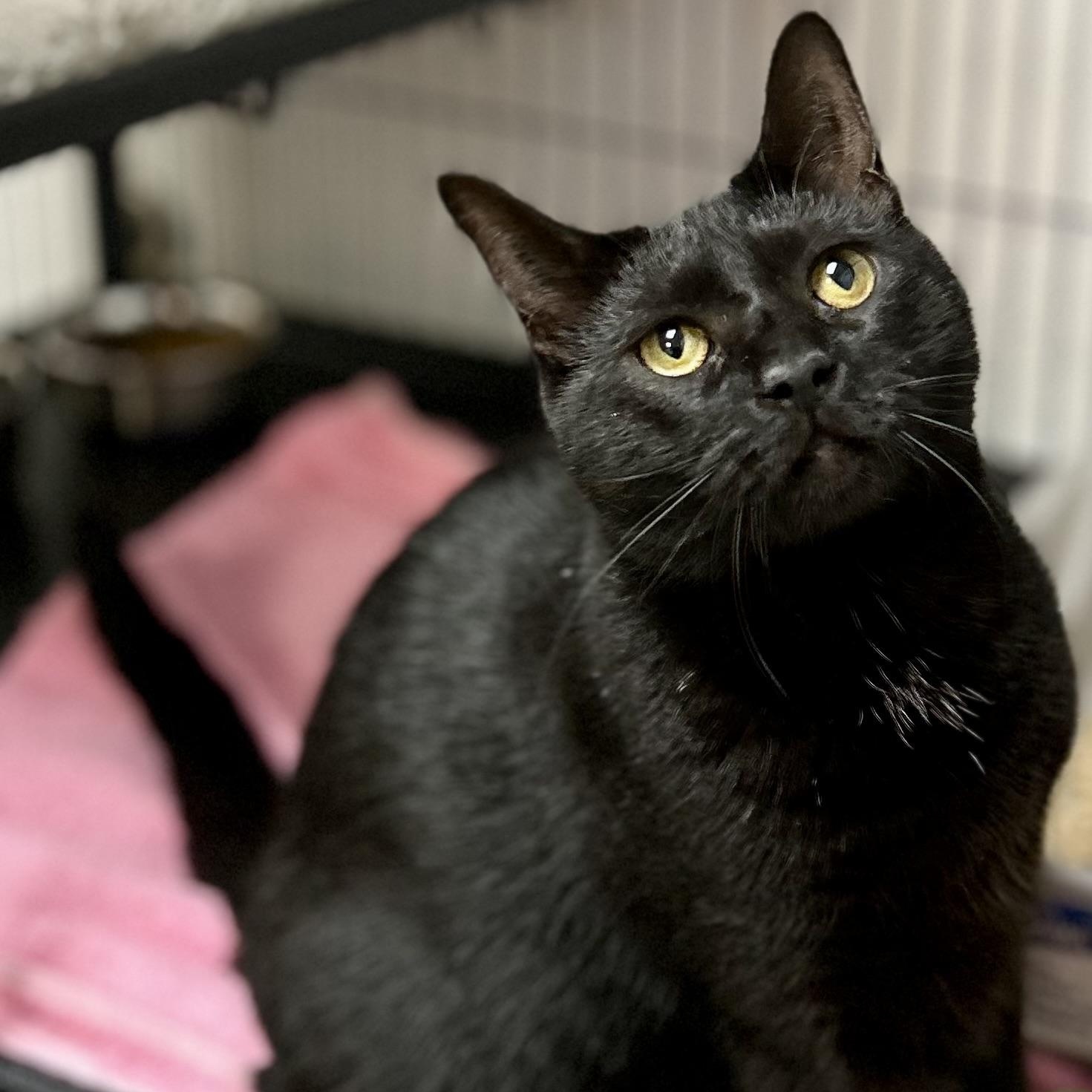 Enlarge Roselle, a Adoptable Domestic Short Hair in Norwalk, CT image 1/6