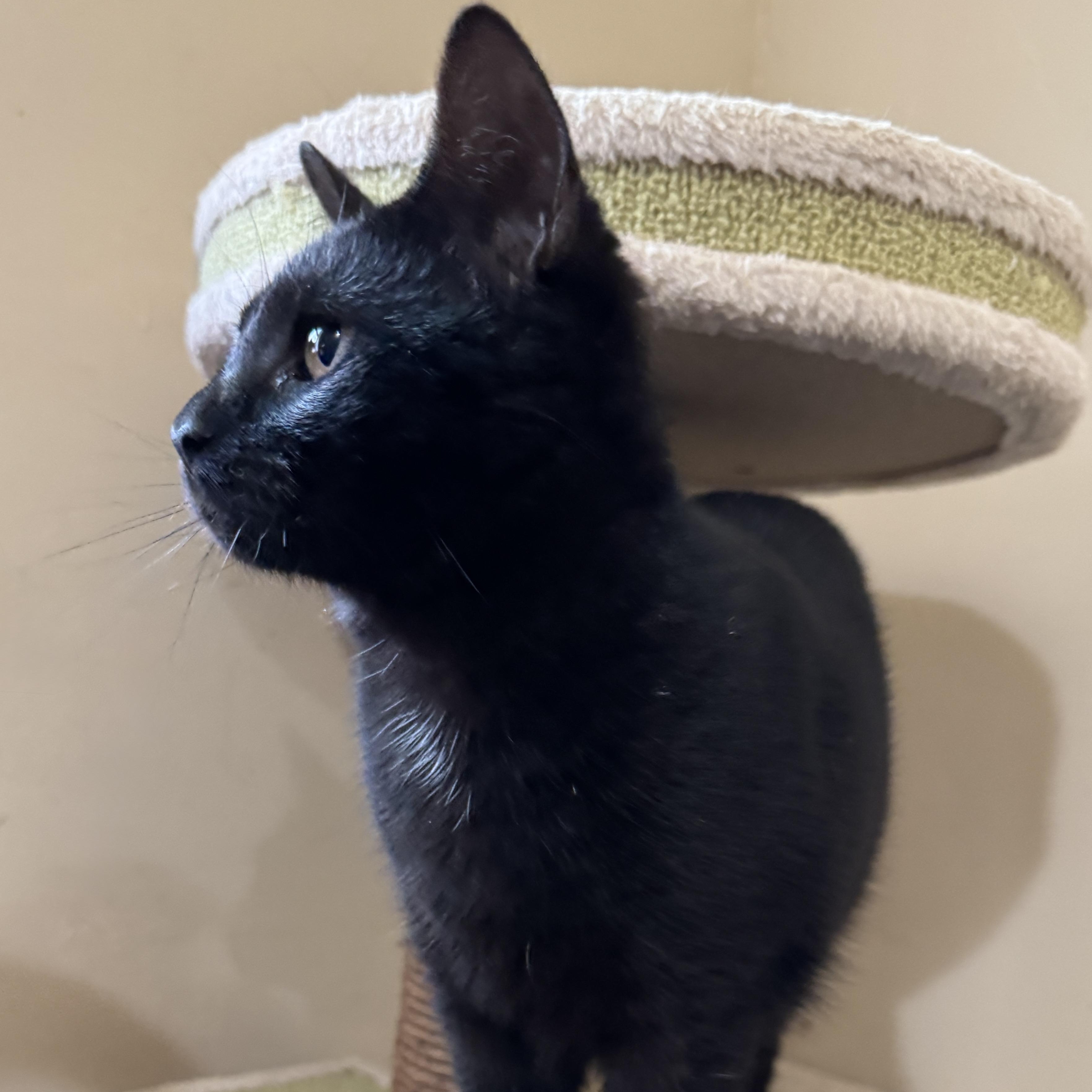 Enlarge Roselle, a Adoptable Domestic Short Hair in Norwalk, CT image 6/6