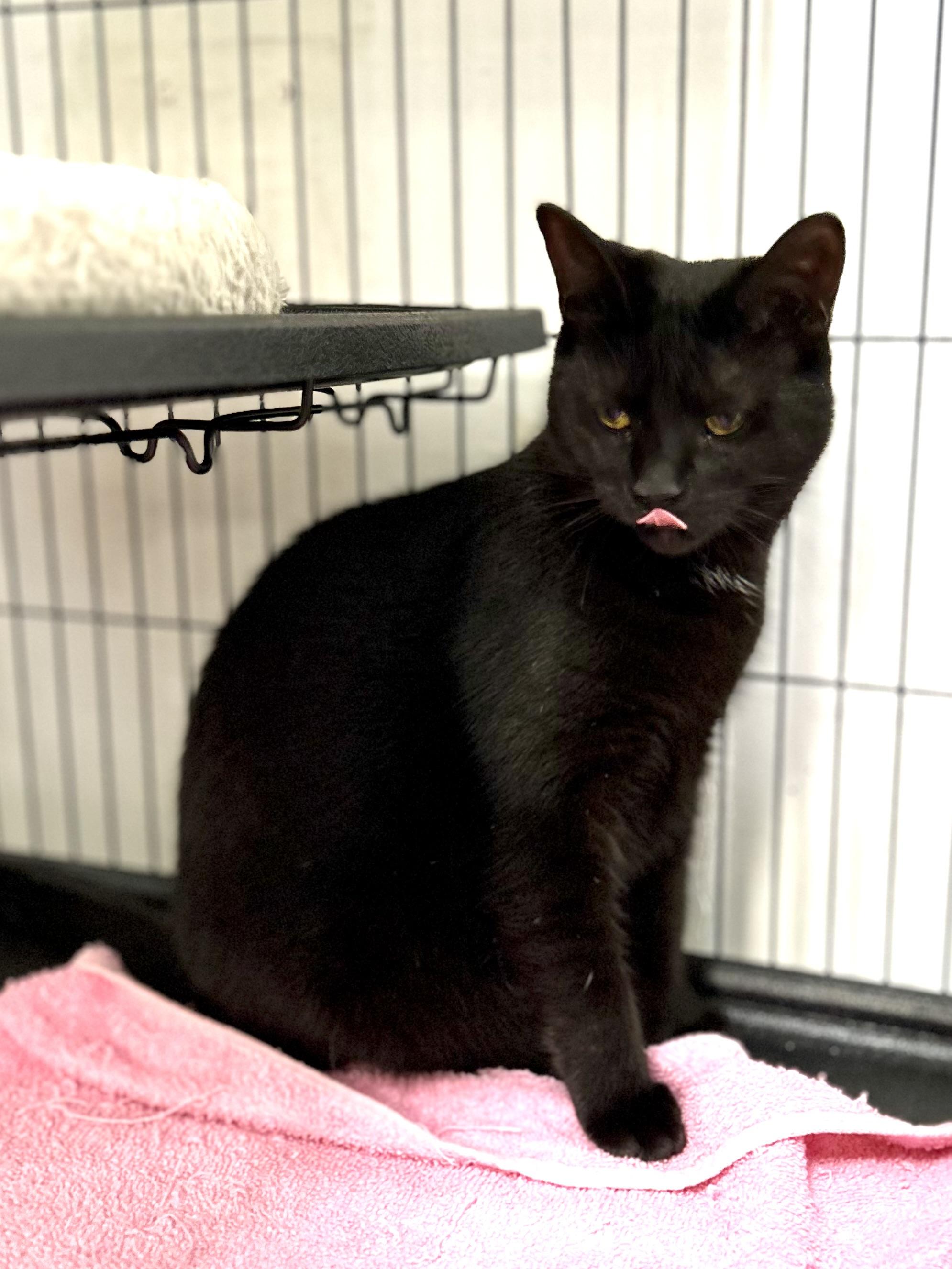 Enlarge Roselle, a Adoptable Domestic Short Hair in Norwalk, CT image 4/6