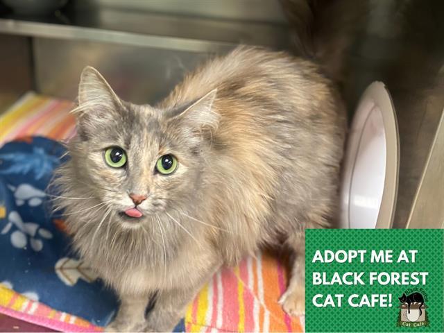 Enlarge JULIANA, a Adoptable Domestic Long Hair in Fort Wayne, IN image 1/1
