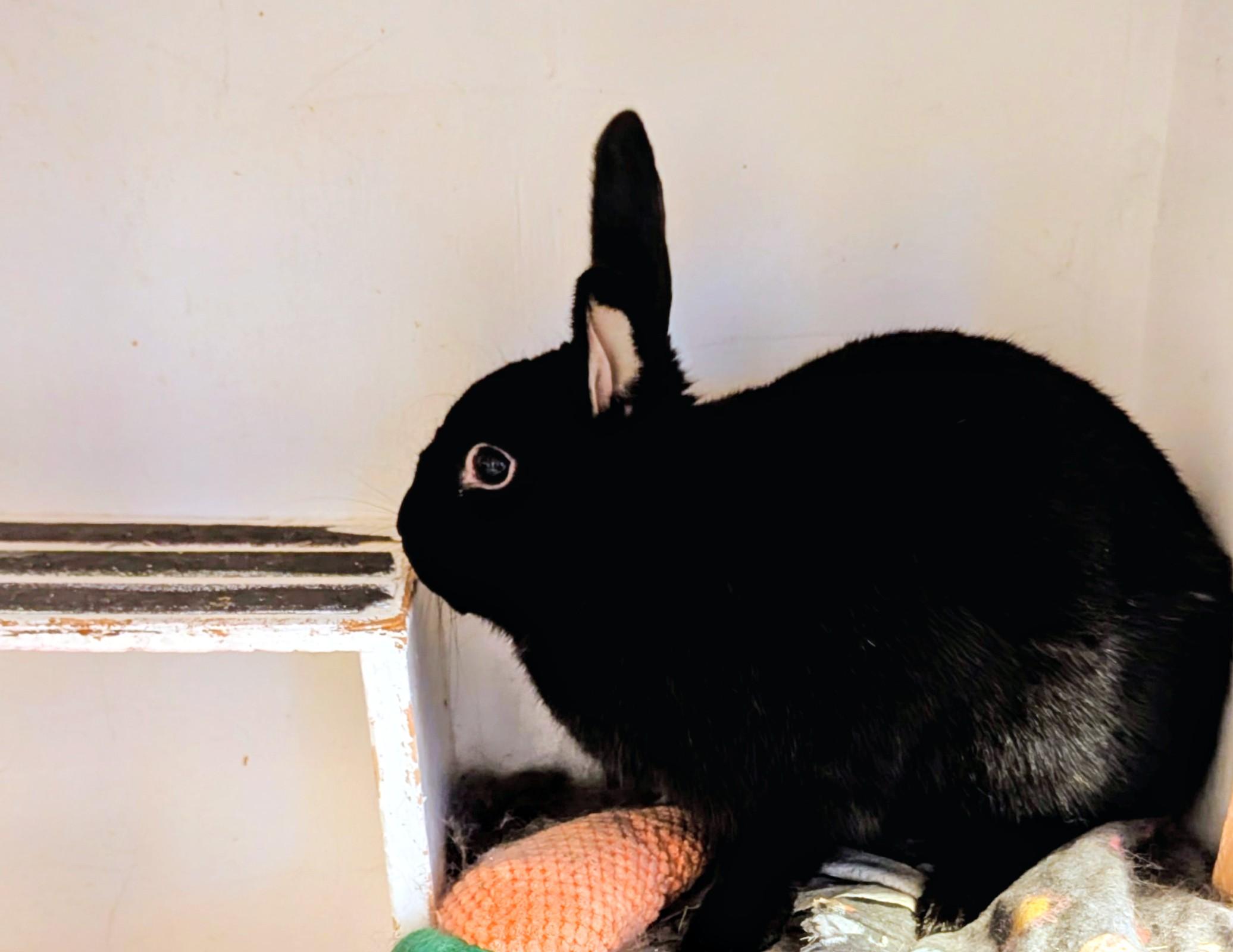 James Dean, ADOPTABLE, Adult Male Havana.