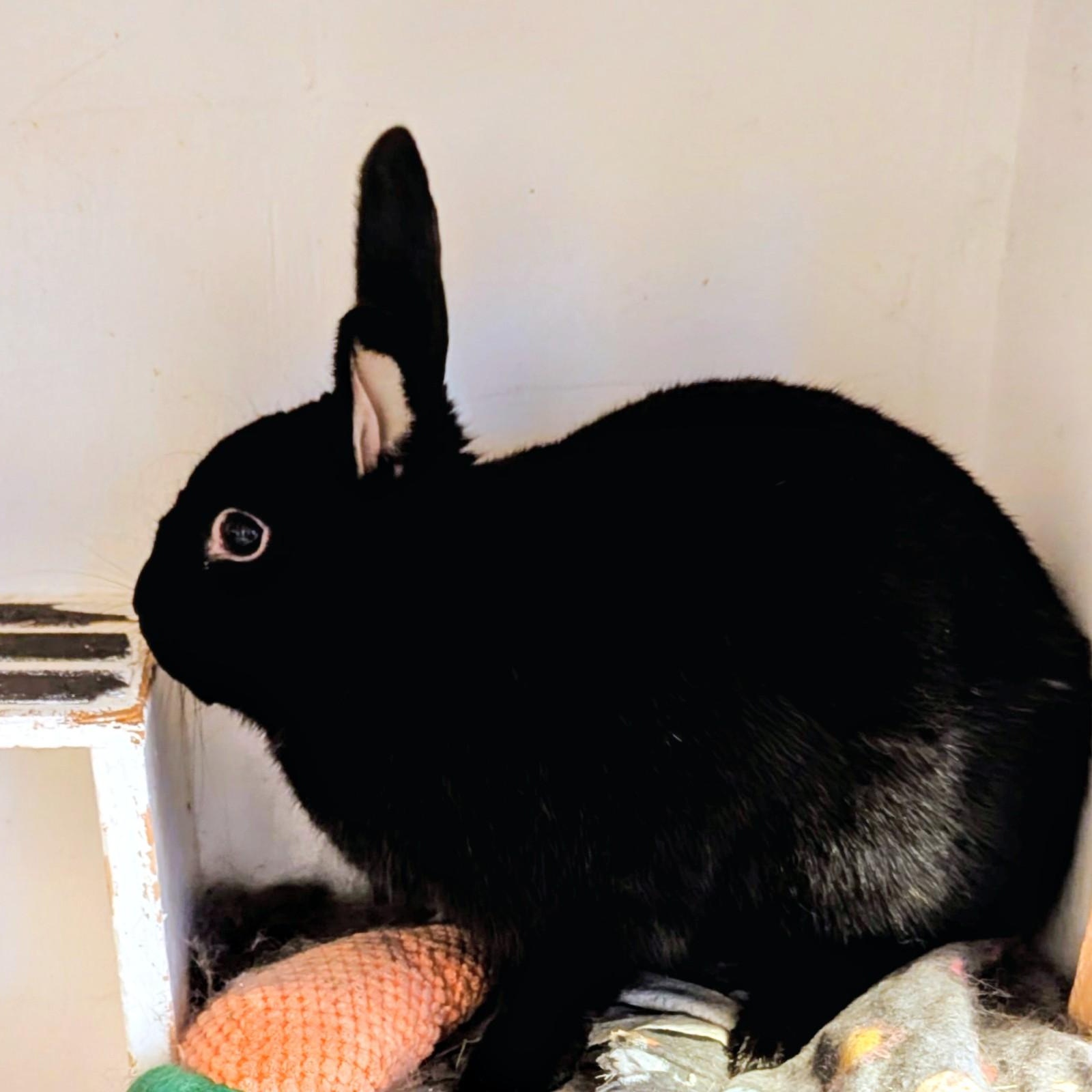 Enlarge James Dean, a ADOPTABLE Havana in Pittsburgh, PA image 4/6