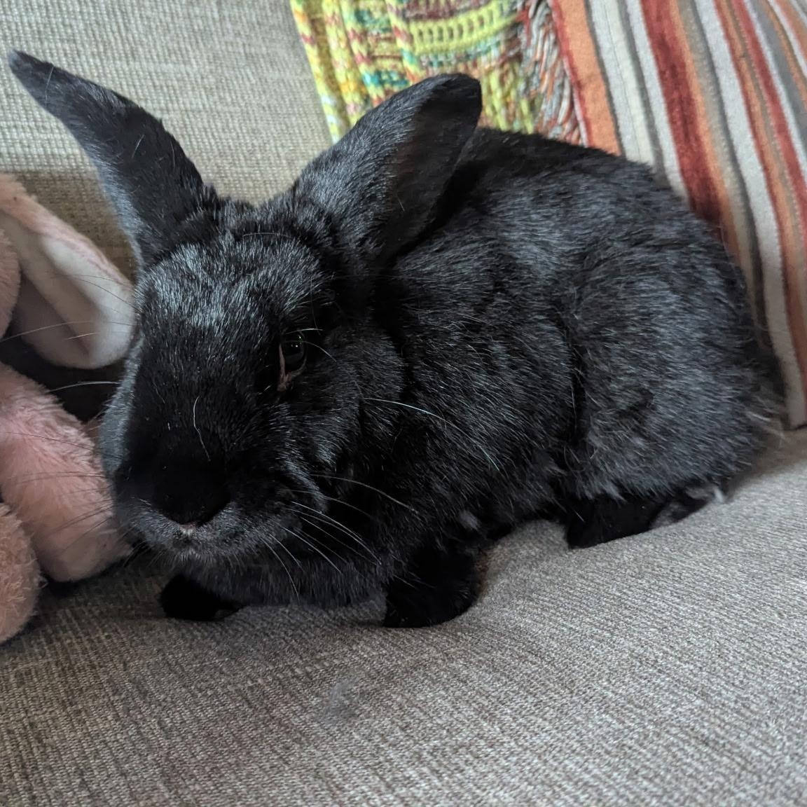 Enlarge James Dean, a ADOPTABLE Havana in Pittsburgh, PA image 3/6