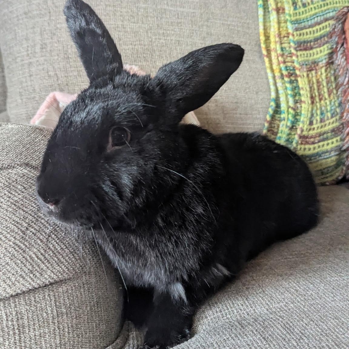 James Dean, ADOPTABLE, Adult Male Havana.