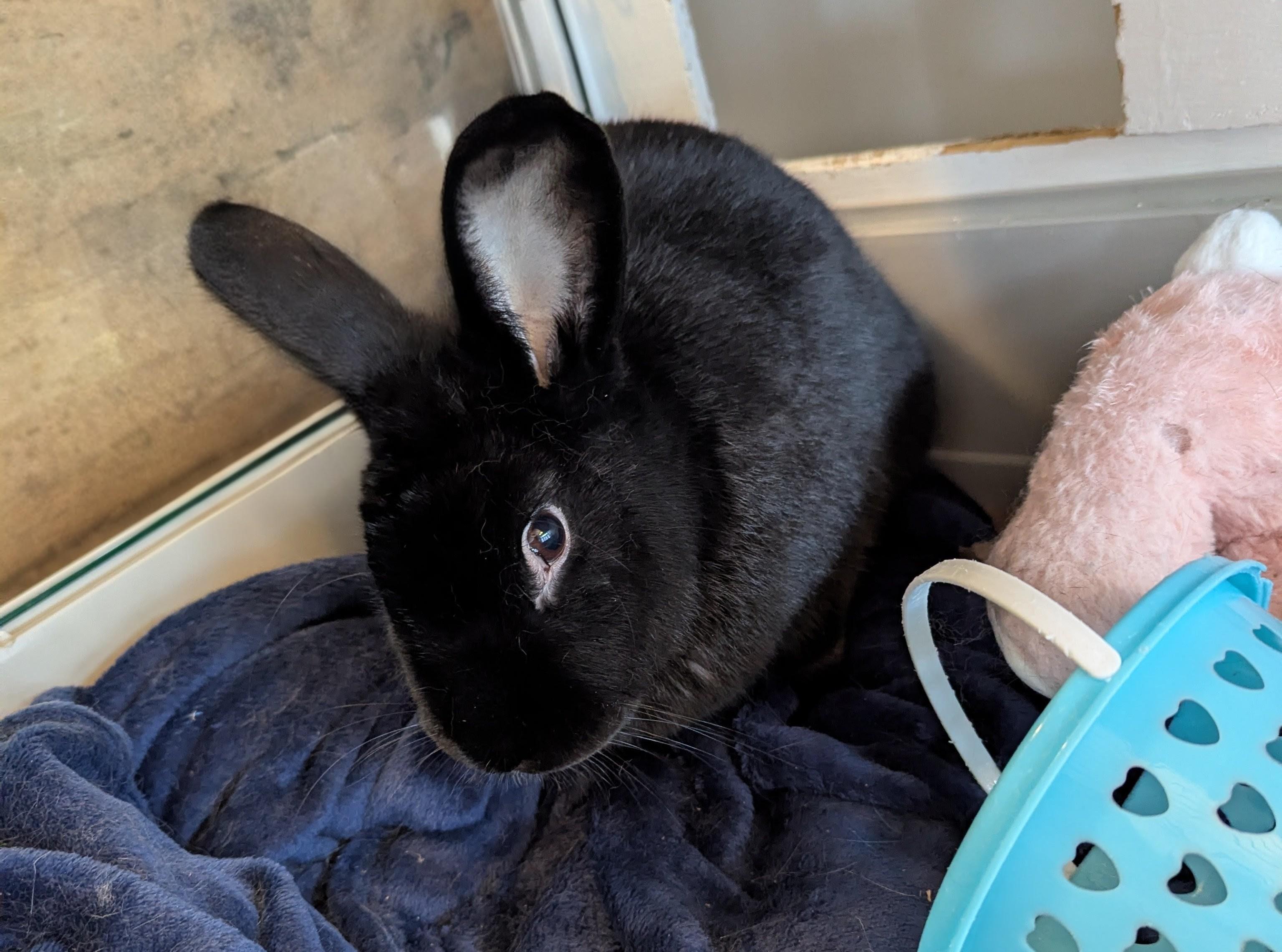 Enlarge James Dean, a ADOPTABLE Havana in Pittsburgh, PA image 2/2