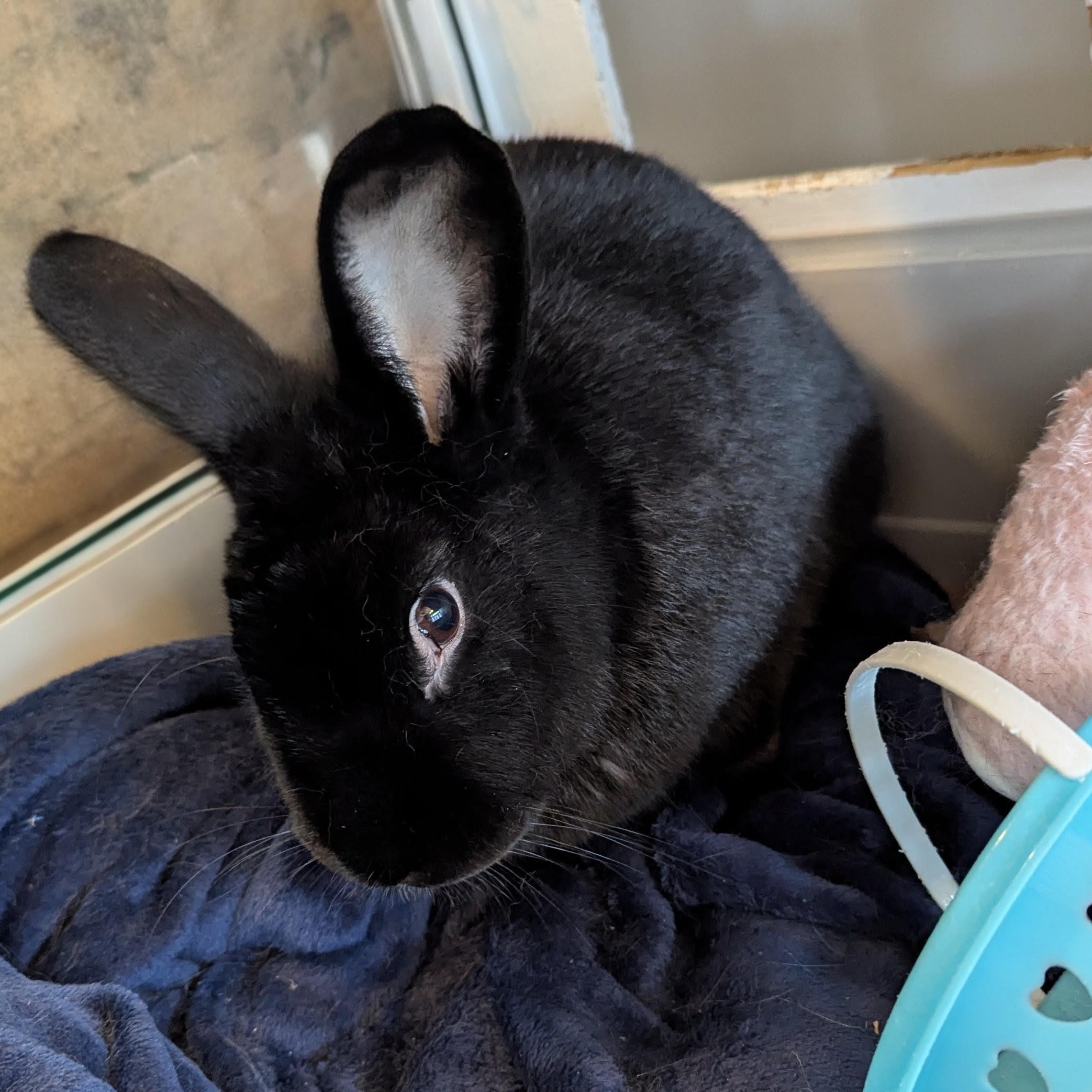 Enlarge James Dean, a ADOPTABLE Havana in Pittsburgh, PA image 5/6