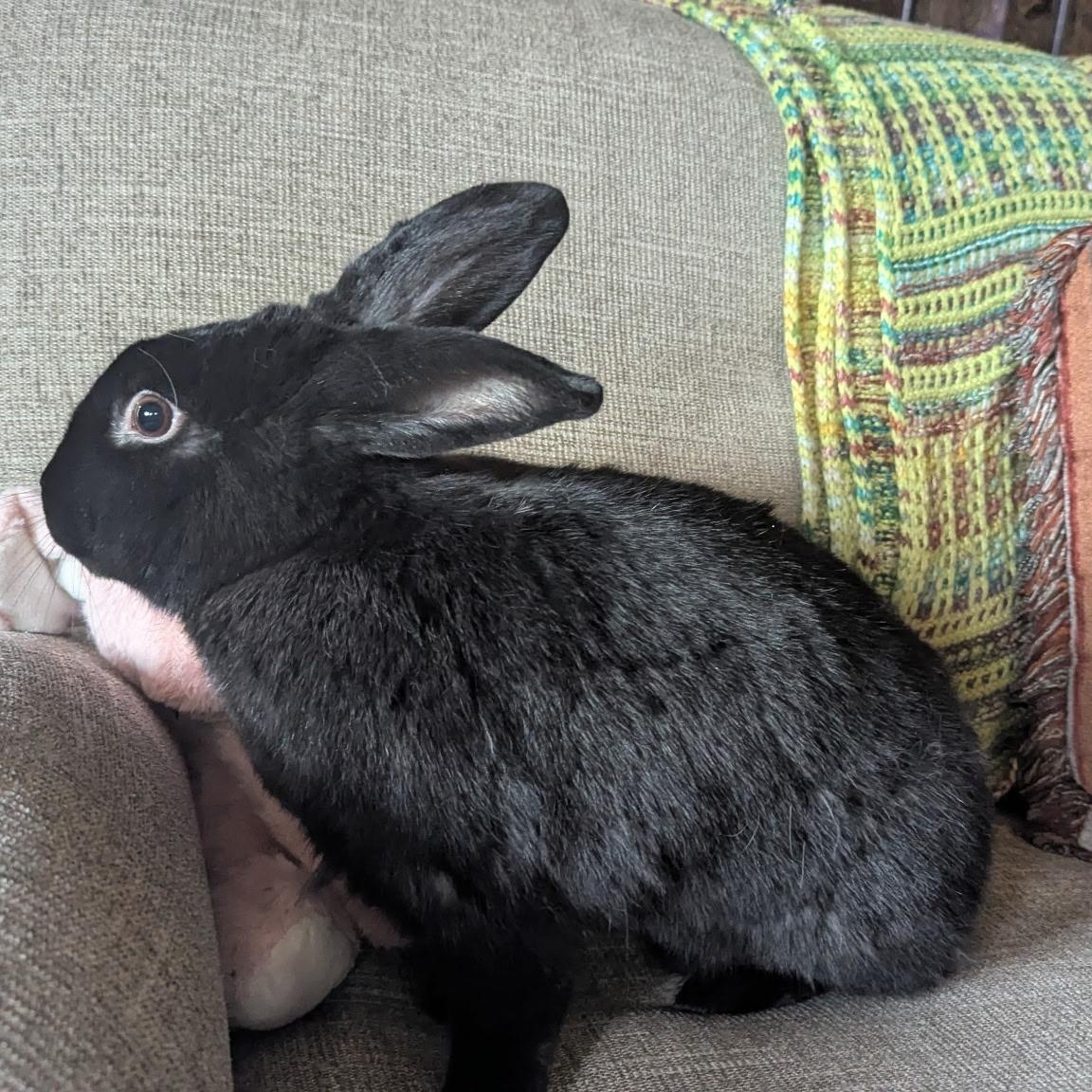 Enlarge James Dean, a ADOPTABLE Havana in Pittsburgh, PA image 2/6