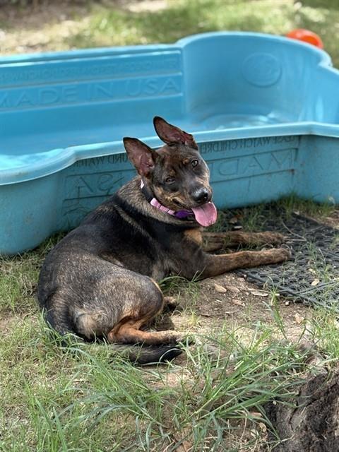 Enlarge JUNO, a Adoptable mixed breed in Sugar Land, TX image 1/1