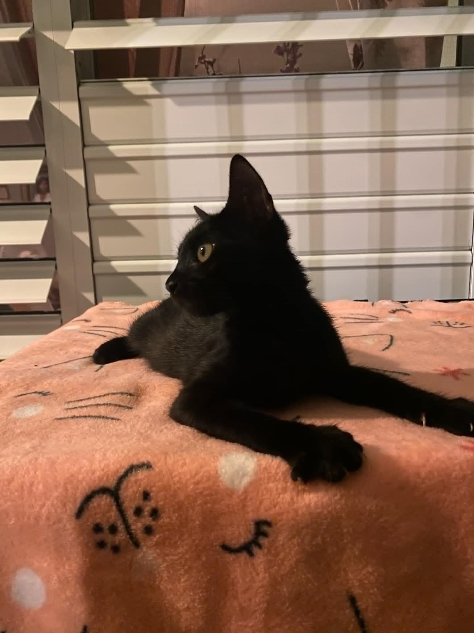 Lupita, Adopted, Young Female Domestic Short Hair.