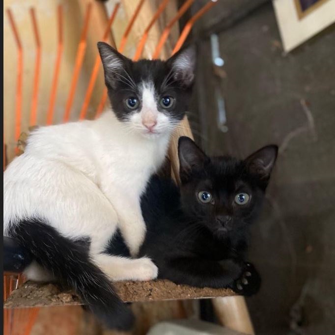 Enlarge Lupita, a Adopted Domestic Short Hair in Ponce, PR image 2/2