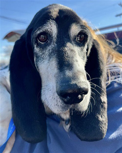 Skeeter - Special Needs, Senior Male Basset Hound