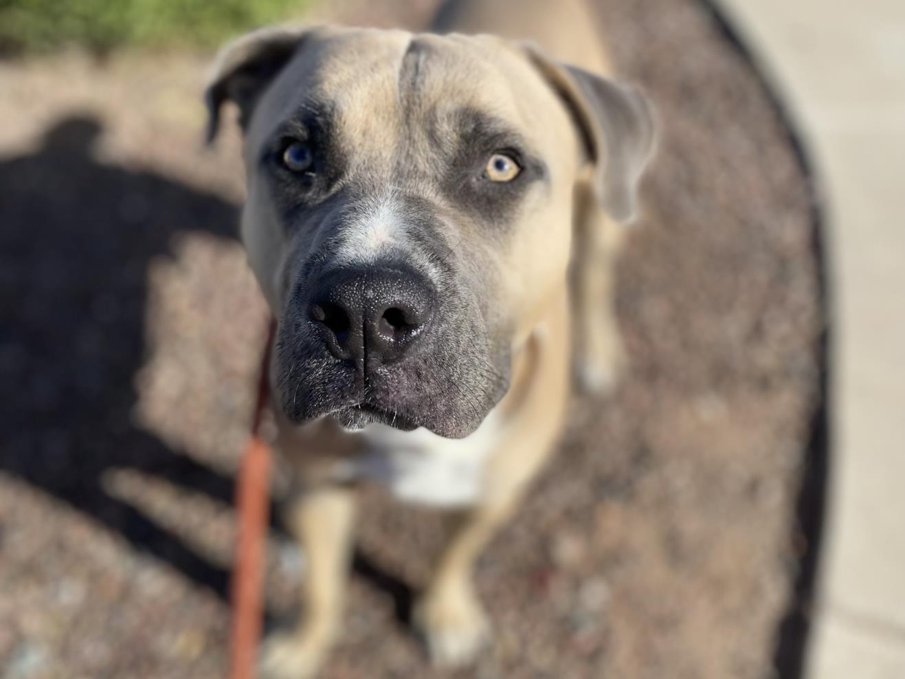 SAMUEL, Adoptable, Young Male Pit Bull Terrier & Mixed Breed.