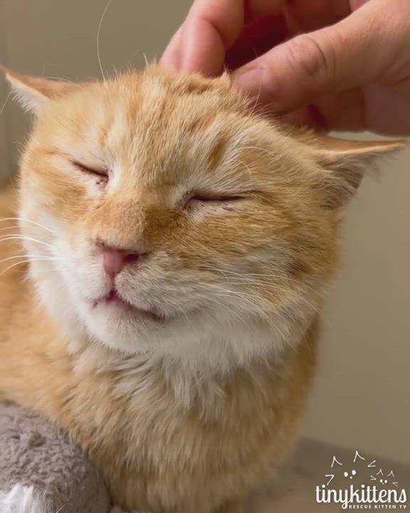 Enlarge Annie Mae, a Adopted Domestic Short Hair in Langley, BC video 1/2