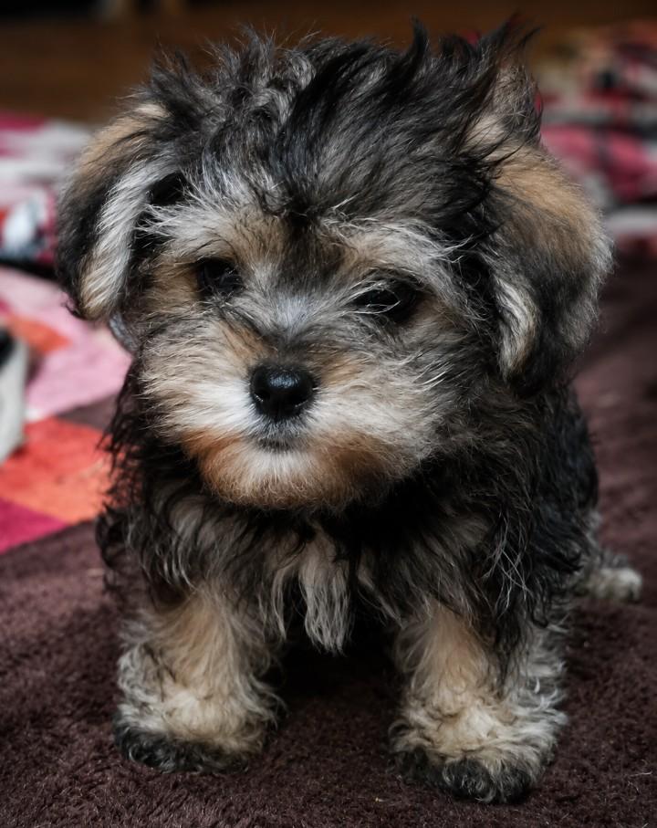 Gabe, adopted, Puppy Male Morkie.
