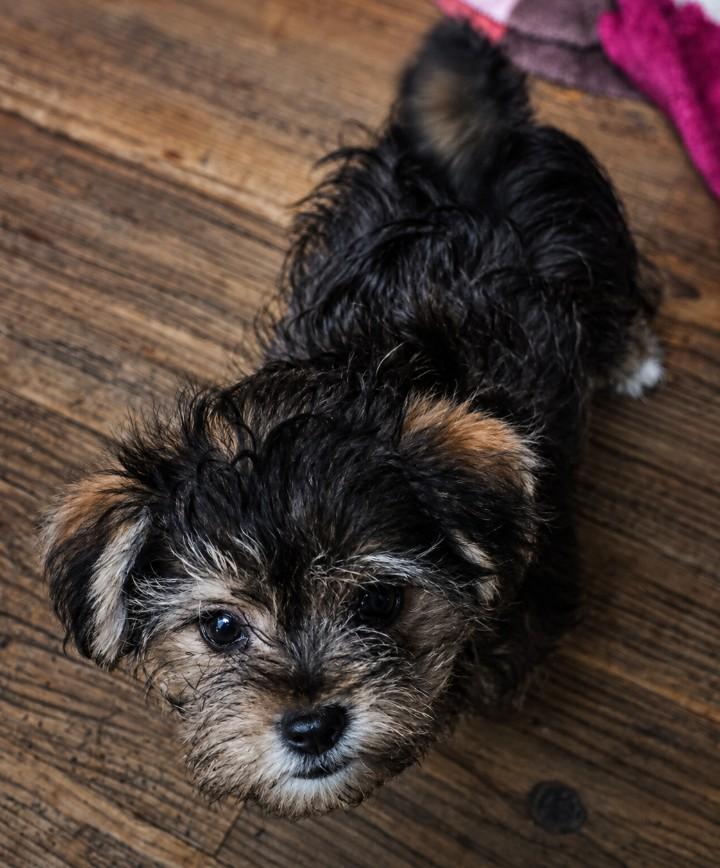 Enlarge Gabe, an adopted Morkie in East Dundee , IL image 3/3