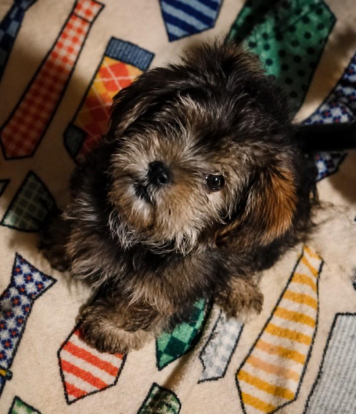 Enlarge Gabe, an adopted Morkie in East Dundee , IL image 2/3