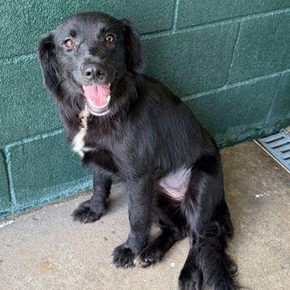 Ribbons, adopted, Young Female Mixed Breed.