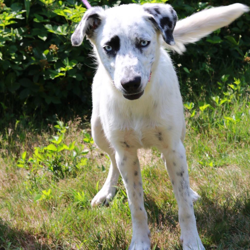 CT Tofu, a Adoptable mixed breed in Stormville, NY image 5/6