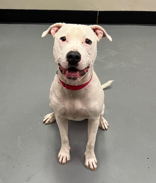 Nero, Adoptable, Adult Male Dogo Argentino.