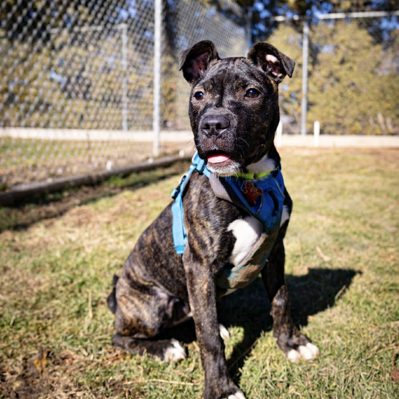 Enlarge Willow, a ADOPTABLE Pit Bull Terrier in Valparaiso, IN image 2/4