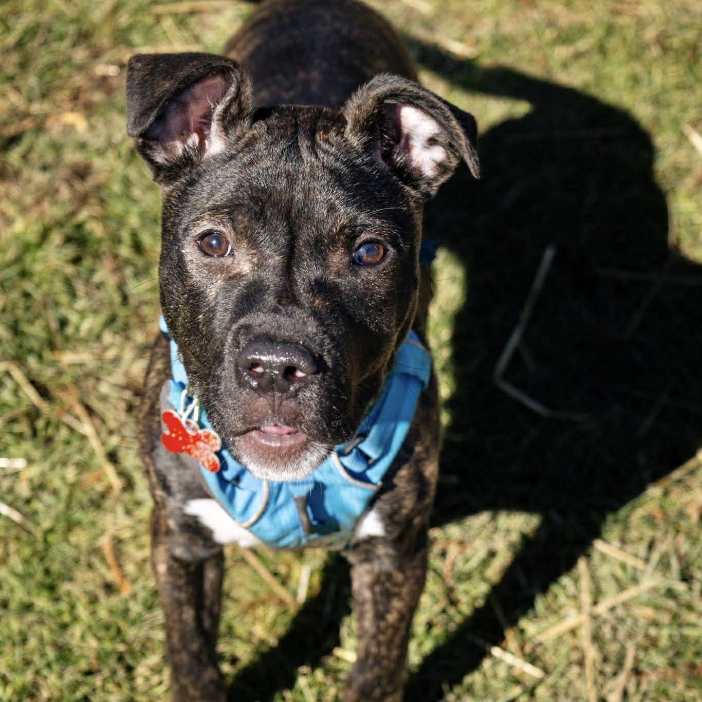 Willow, ADOPTABLE, Puppy Female Pit Bull Terrier.