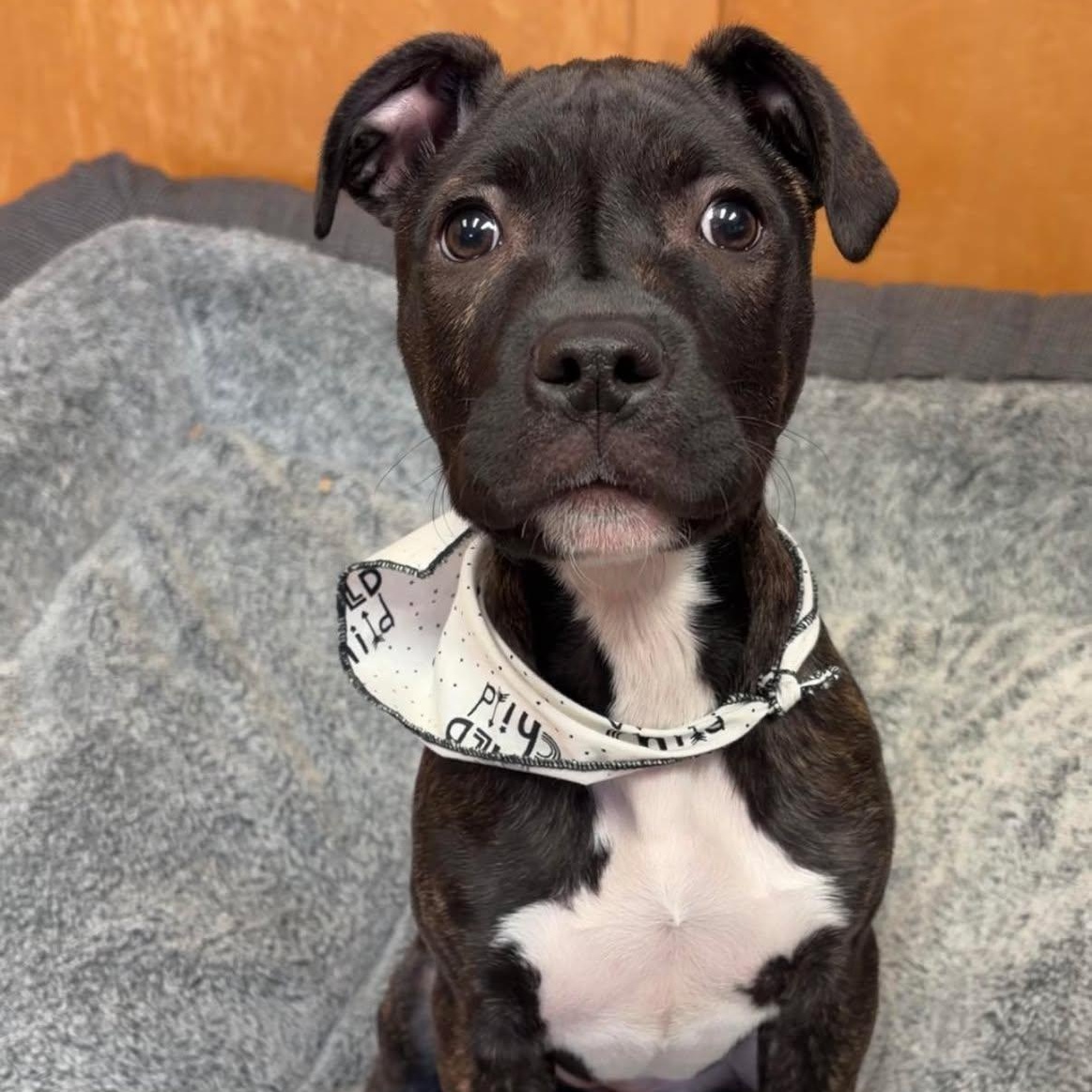 Enlarge Willow, a ADOPTABLE Pit Bull Terrier in Valparaiso, IN image 3/3