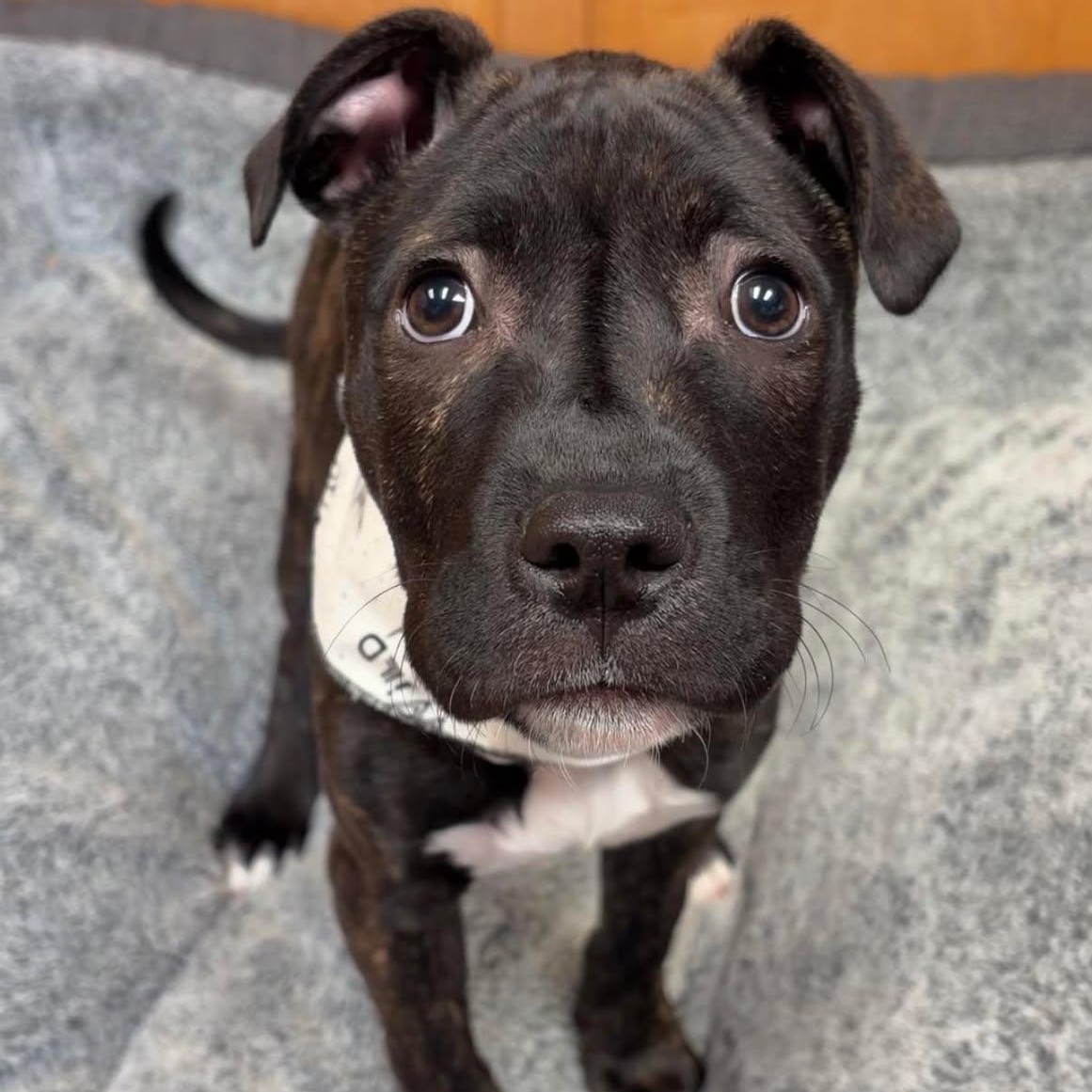 Enlarge Willow, a ADOPTABLE Pit Bull Terrier in Valparaiso, IN image 1/3