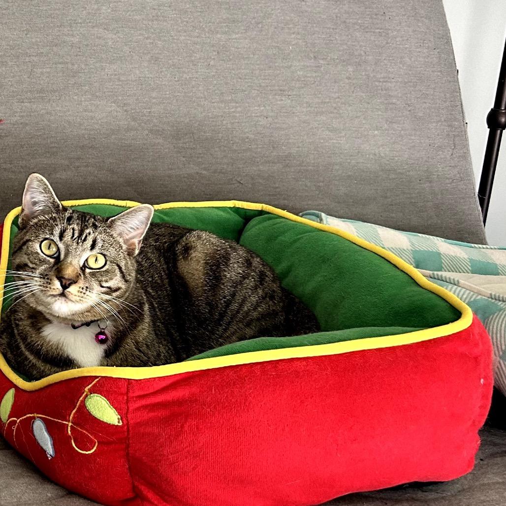 Lilo, Adoptable, Young Female Domestic Short Hair.