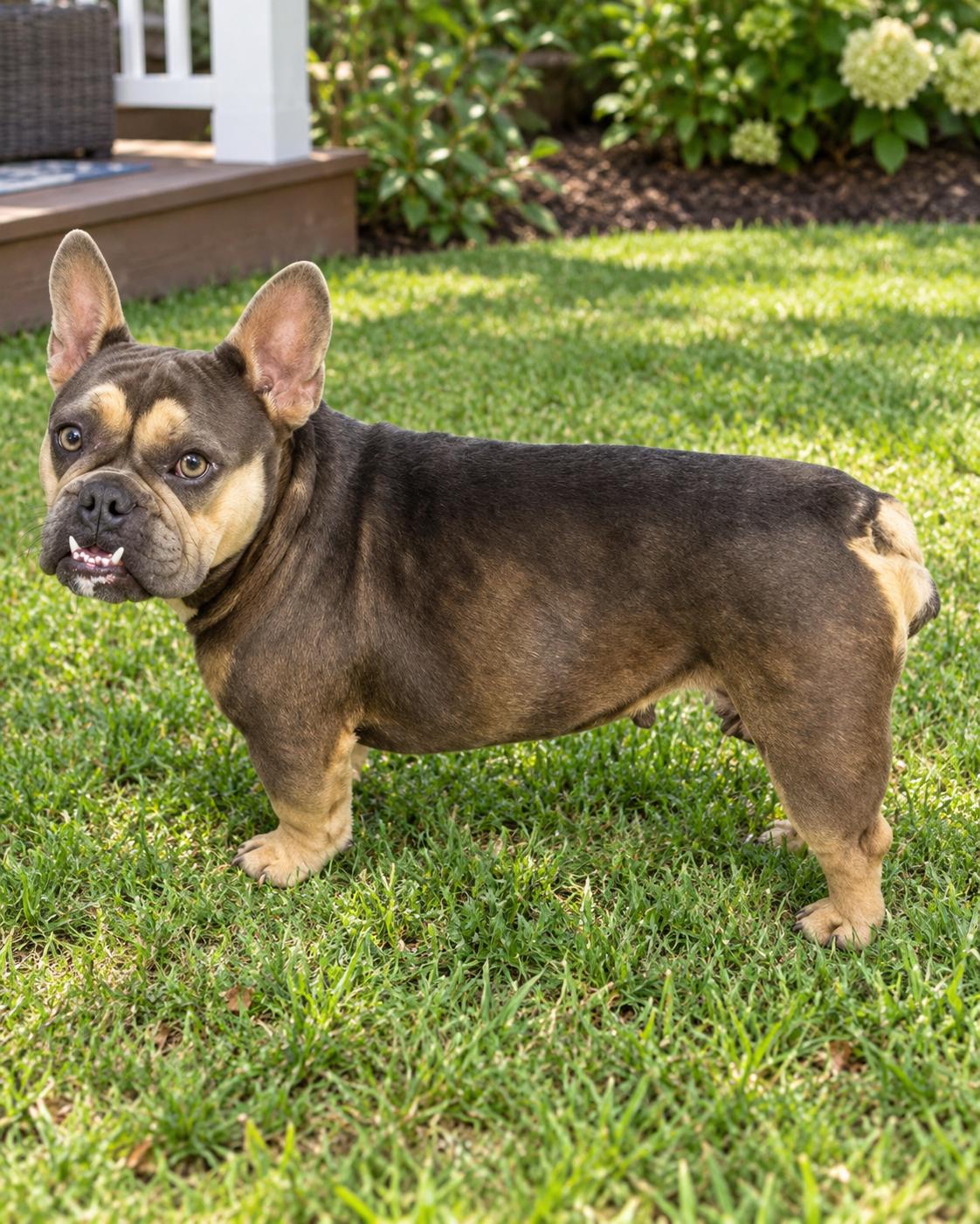 Enlarge Sky, a Adoptable French Bulldog in Ione, CA image 1/1