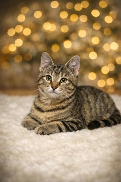 Enlarge Coot, a Adoptable mixed breed in Wilkesboro, NC image 1/3