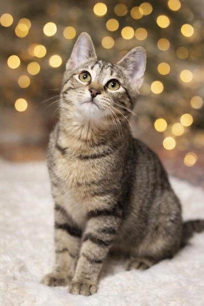Enlarge Coot, a Adoptable mixed breed in Wilkesboro, NC image 2/3