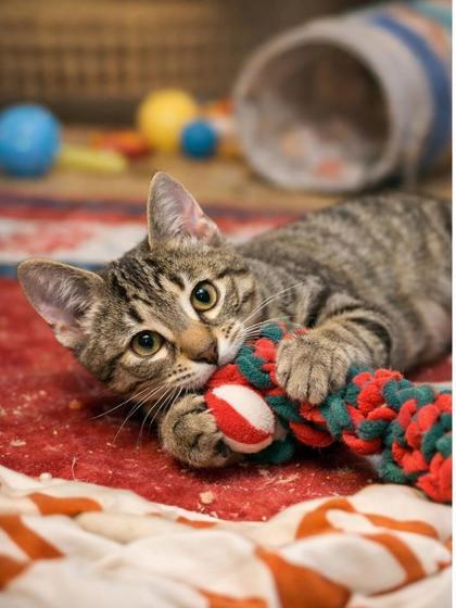 Enlarge Coot, a Adoptable mixed breed in Wilkesboro, NC image 3/3