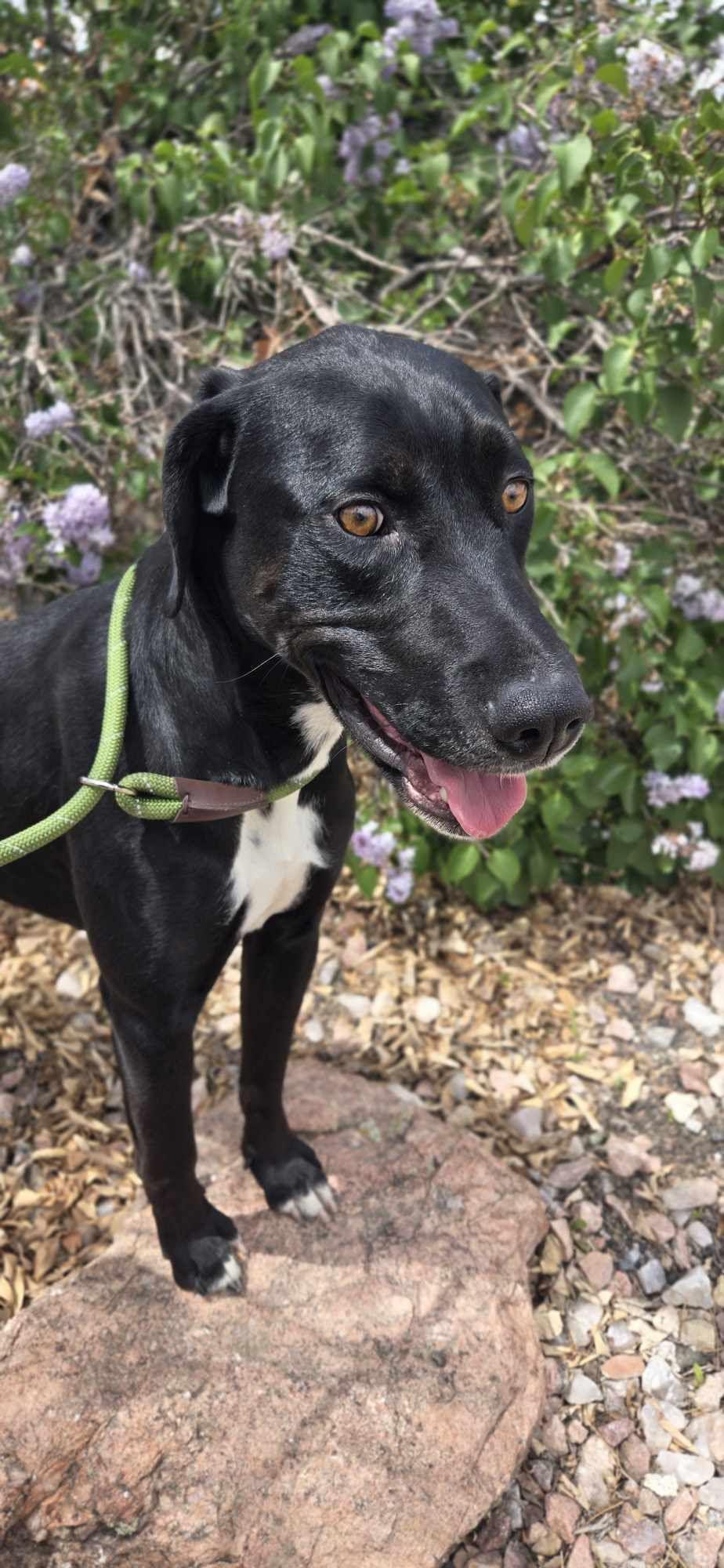 Shadow, an adoptable Pit Bull Terrier in Canon City, CO, 81212 | Photo Image 1
