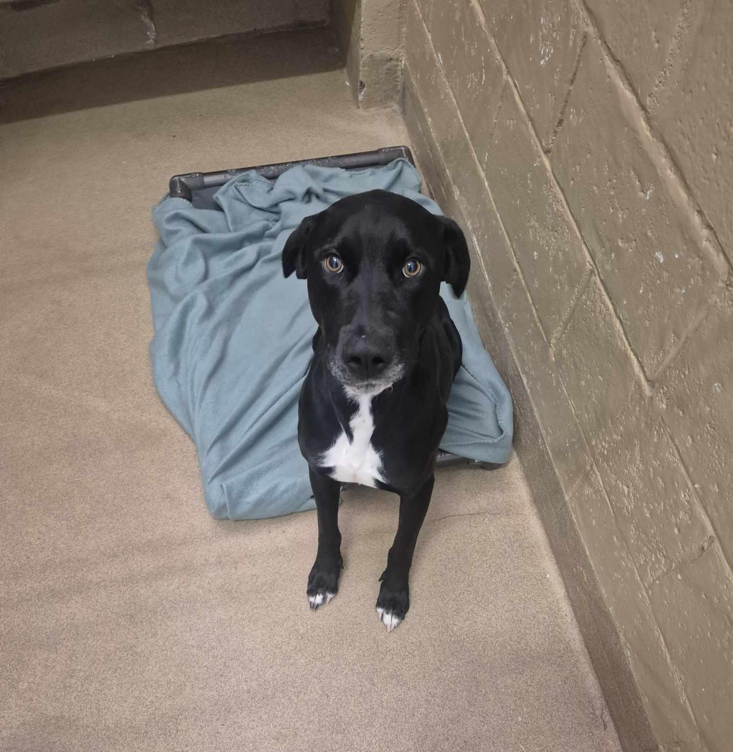 Shadow, an adoptable Pit Bull Terrier in Canon City, CO, 81212 | Photo Image 2