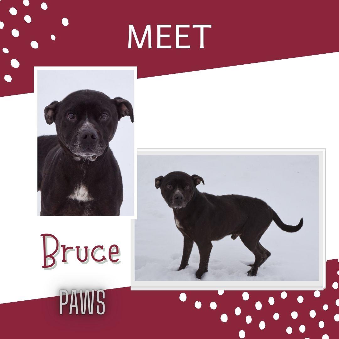 Bruce, Adoptable, Adult Male Boxer & Pit Bull Terrier.