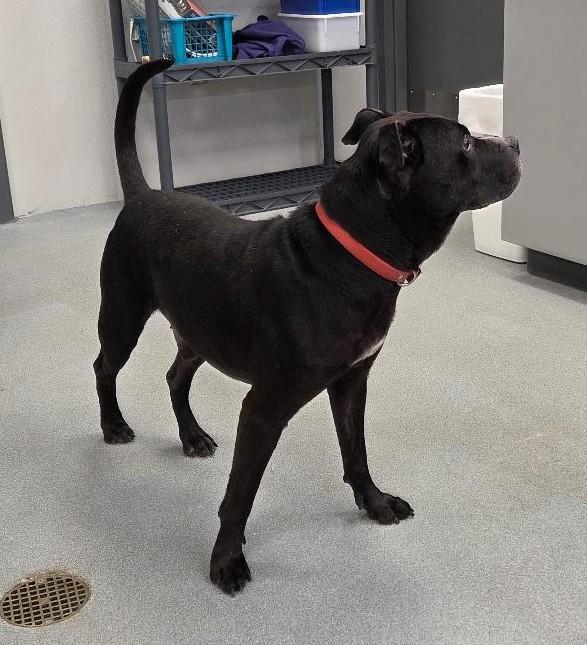 Enlarge Bruce, a Adoptable mixed breed in Jefferson, IA image 2/3