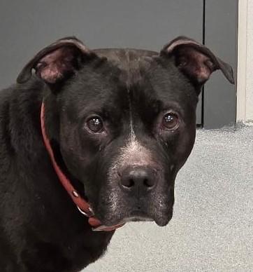 Enlarge Bruce, a Adoptable mixed breed in Jefferson, IA image 3/3