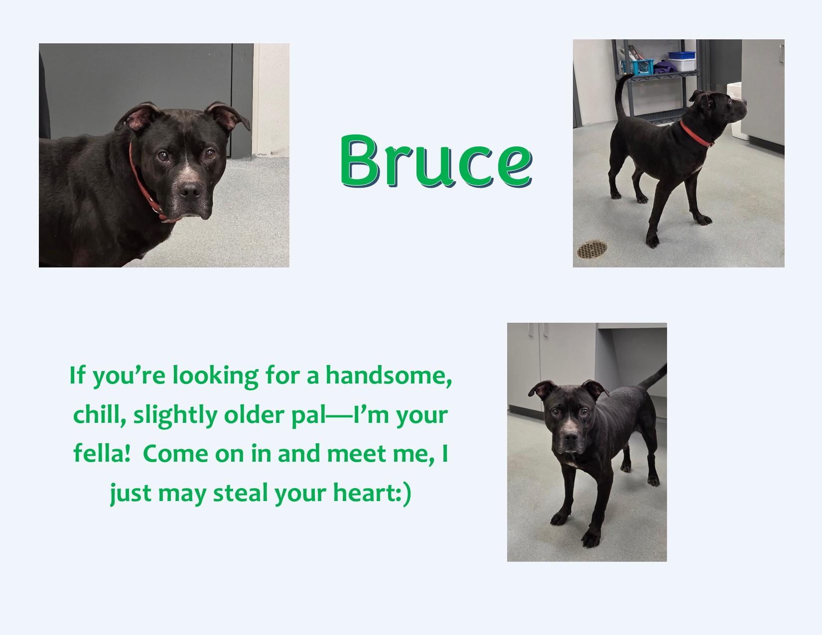 Enlarge Bruce, a Adoptable mixed breed in Jefferson, IA image 1/3