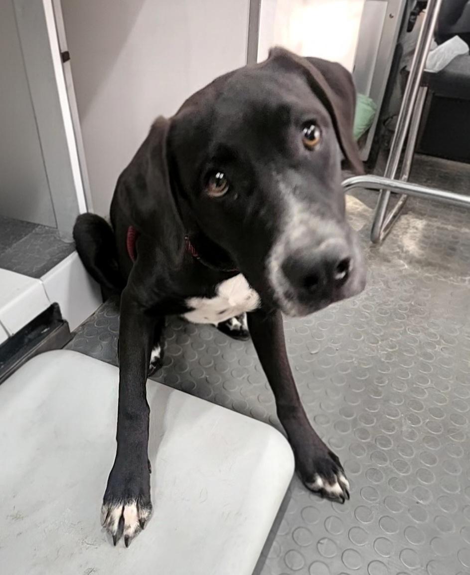 Palmer — thumbnail 2