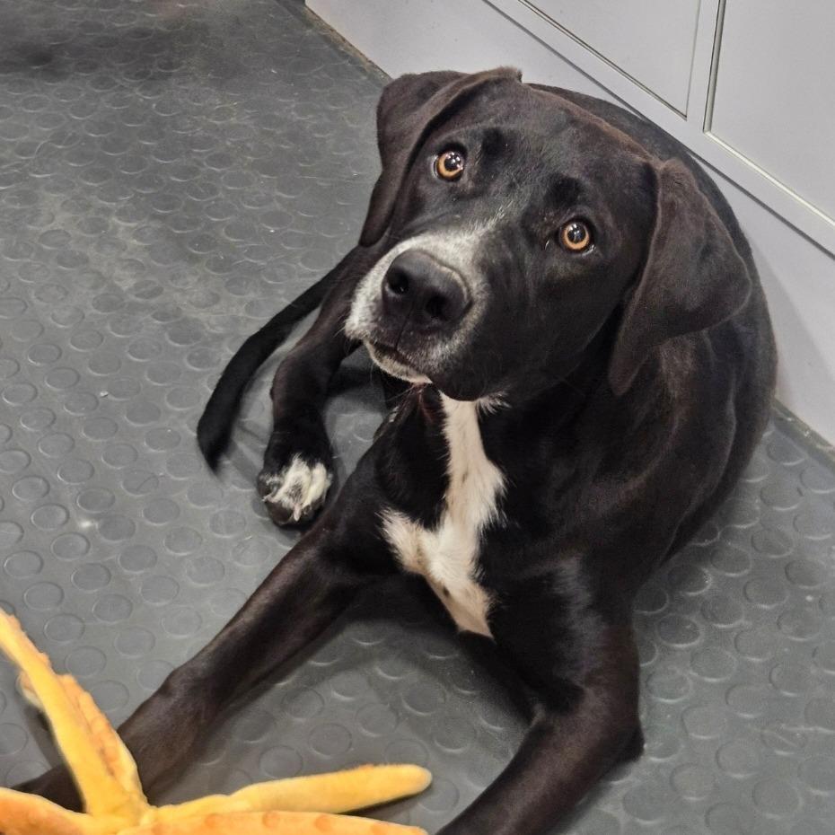 Palmer — thumbnail 4