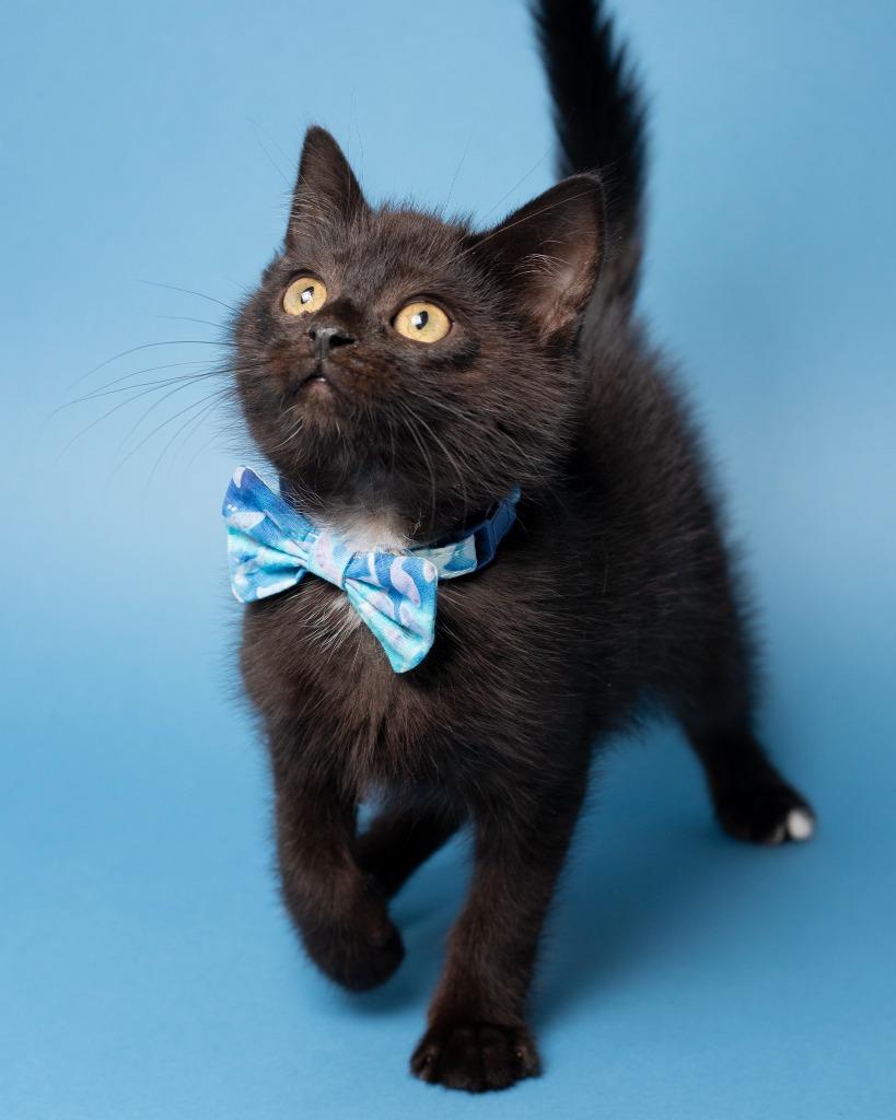 Mage, a Adopted mixed breed in Boone, IA image 1/2