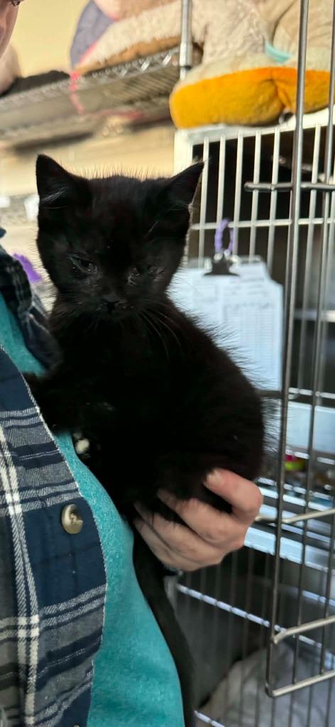Mage, a Adopted mixed breed in Boone, IA image 2/2