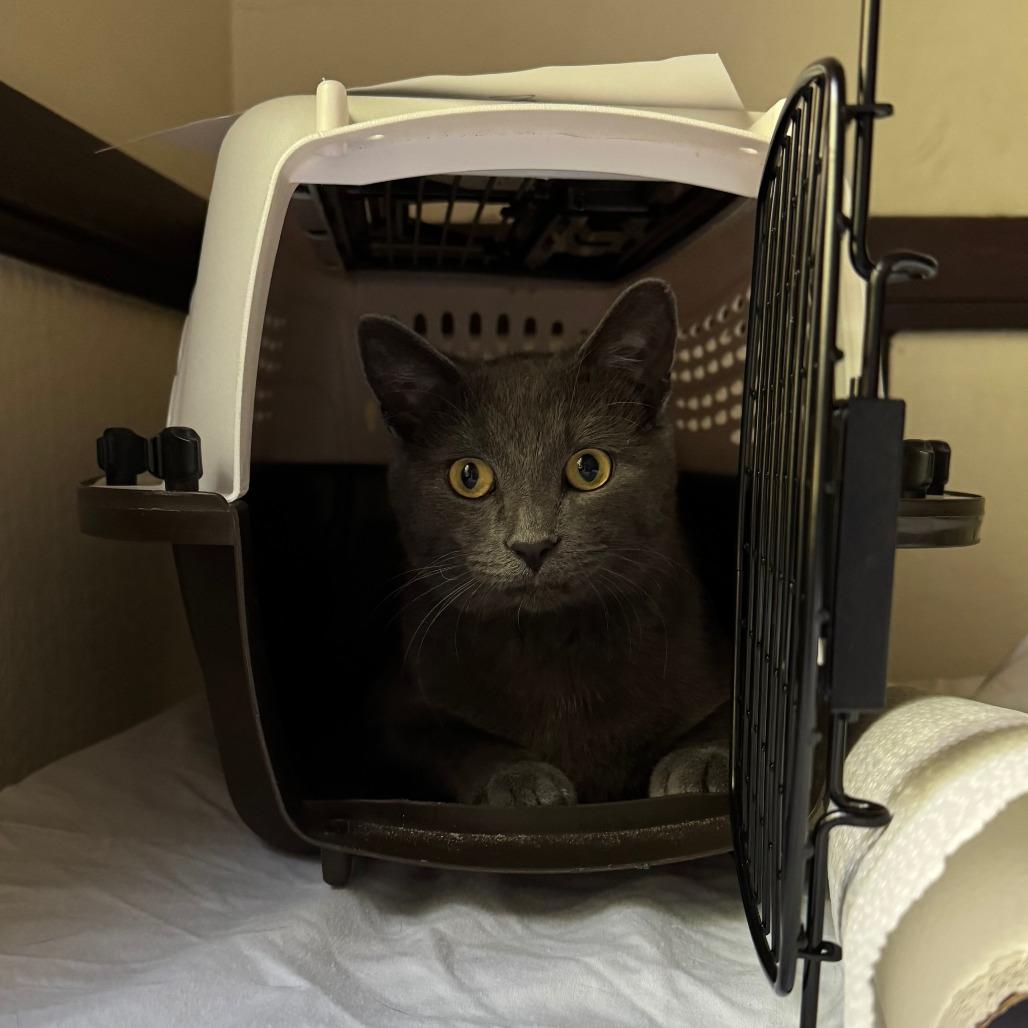 Cuore, Adoptable, Adult Male Domestic Short Hair.