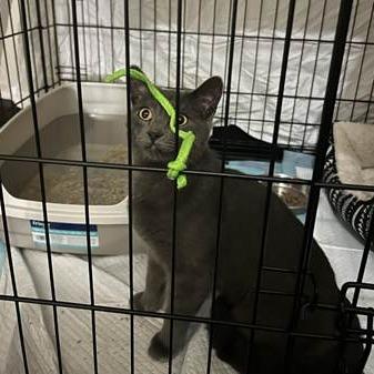 Cuore, a Adoptable Domestic Short Hair in Wheeling, IL image 2/5
