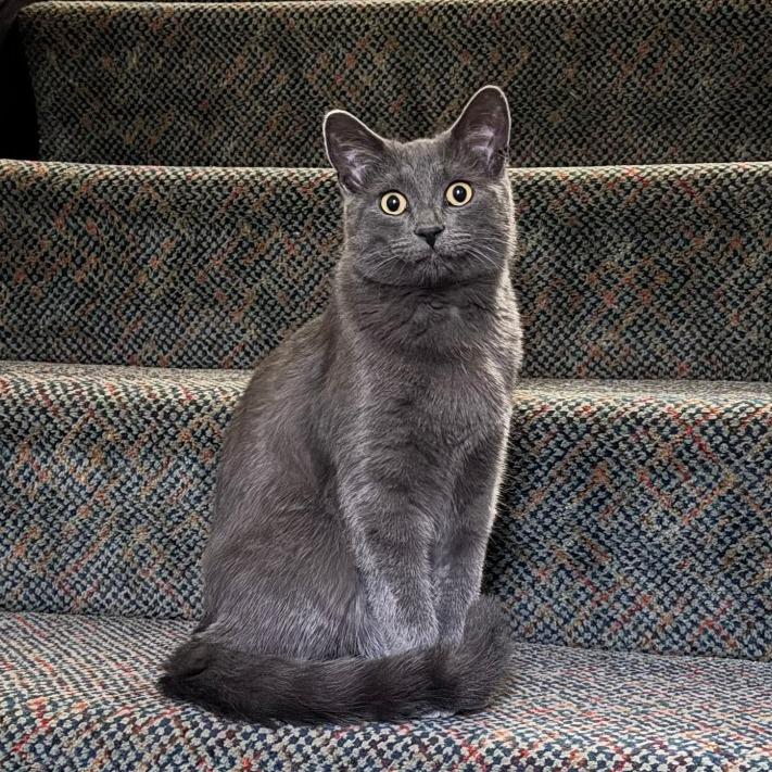 Cuore, a Adoptable Domestic Short Hair in Wheeling, IL image 3/5