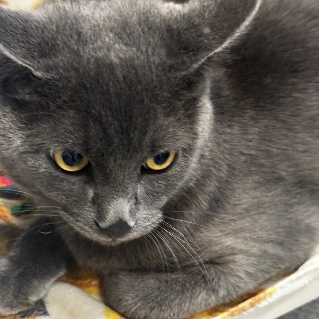 Cuore, a Adoptable Domestic Short Hair in Wheeling, IL image 4/5
