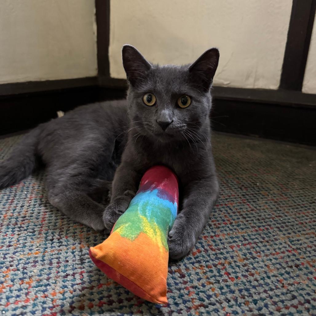 Cuore, a Adoptable Domestic Short Hair in Wheeling, IL image 5/5