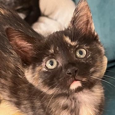 Orapax Goddesses - 4 Kittens!, a Adoptable Domestic Short Hair in Norfolk, VA image 1/6